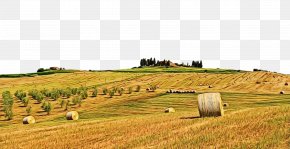 Grassland Grass - Hay Field Straw Land Lot Pasture PNG