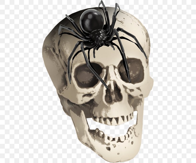 Spider Skull Skeleton ForgetMeNot, PNG, 467x680px, Spider, Animal, Bone, Drawing, Face Download Free