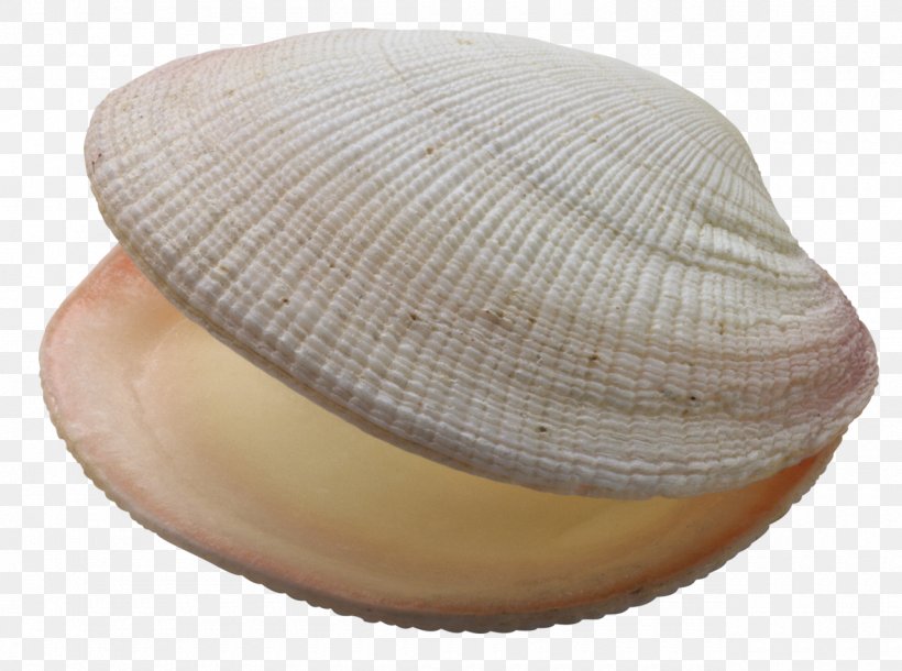 Clam Mussel Seashell Oyster, PNG, 1280x953px, Clam, Bivalvia, Cap, Clams Oysters Mussels And Scallops, Cockle Download Free