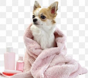 Puppy - Dog Grooming Pug Puppy Pomeranian Cat PNG