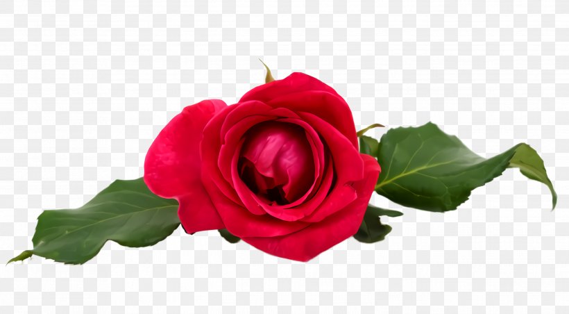 Garden Roses, PNG, 2692x1484px, Flower, Flowering Plant, Garden Roses, Hybrid Tea Rose, Petal Download Free