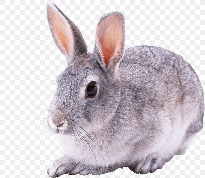 Rabbit Image, PNG, 2349x2037px, Rex Rabbit, Animal, Cottontail Rabbit, Cuteness, Dog Download Free