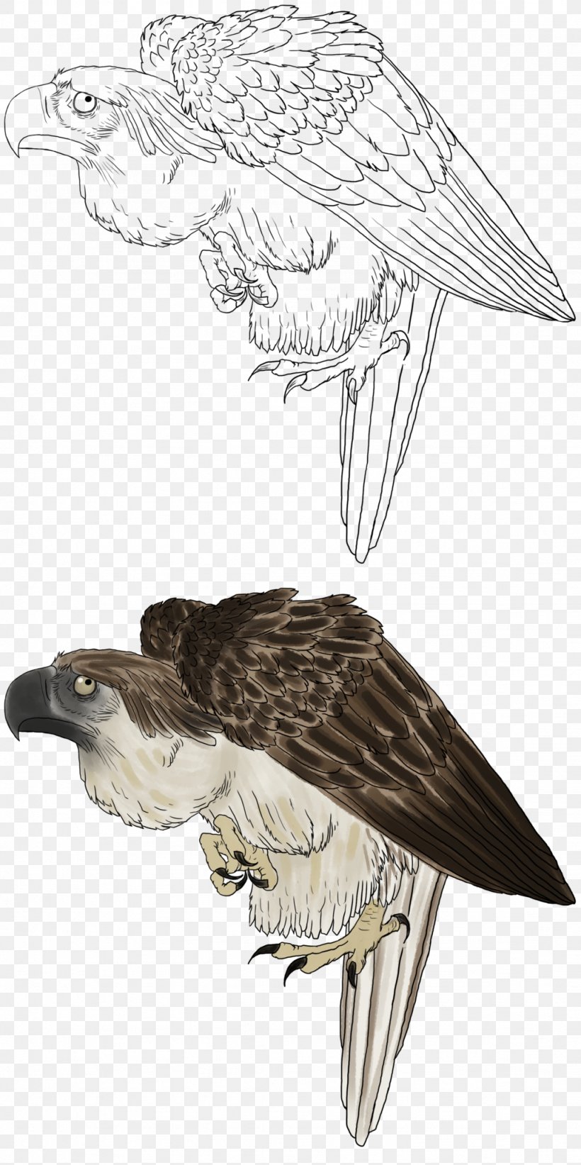 bald eagle philippines hawk philippine eagle white tailed eagle png 1024x2052px bald eagle accipitriformes beak bird bald eagle philippines hawk philippine