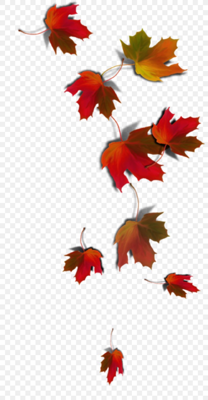 Maple Leaf Autumn Leaf Color, PNG, 800x1577px, Maple Leaf, Autumn, Autumn Leaf Color, Color, Flower Download Free