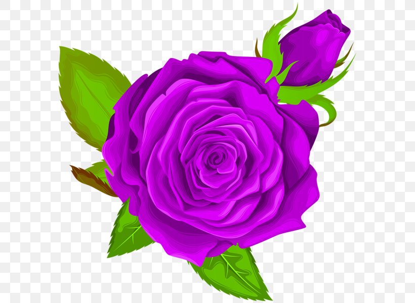 Black Rose Garden Roses Clip Art, PNG, 596x600px, Black Rose, Centifolia Roses, Cut Flowers, Decoupage, Floral Design Download Free