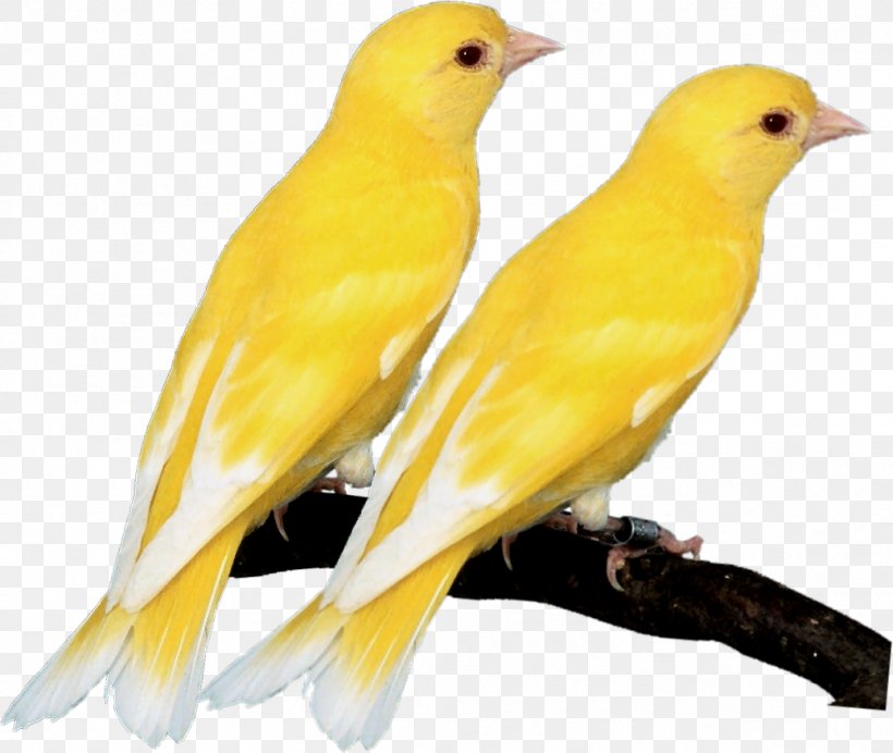 Domestic Canary Eurasian Golden Oriole Old World Orioles Indian Golden Oriole Beak, PNG, 1037x876px, Domestic Canary, Atlantic Canary, Beak, Bird, Canary Download Free
