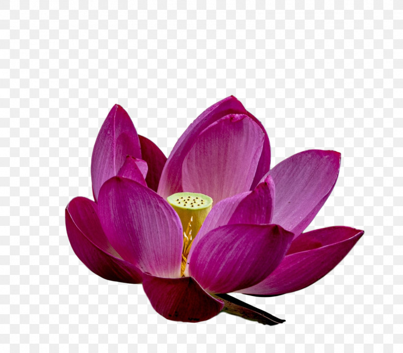 Lotus Flower Summer Flower, PNG, 1603x1407px, Lotus Flower, Lotusm, Purple, Sacred Lotus, Summer Flower Download Free