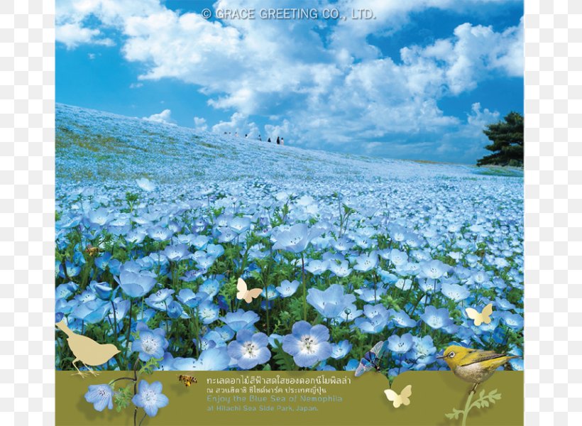 Paper Hill Of Miharashi Baby Blue Eyes Calendar 里の家, PNG, 768x600px, Paper, Baby Blue Eyes, Calendar, Flora, Flower Download Free