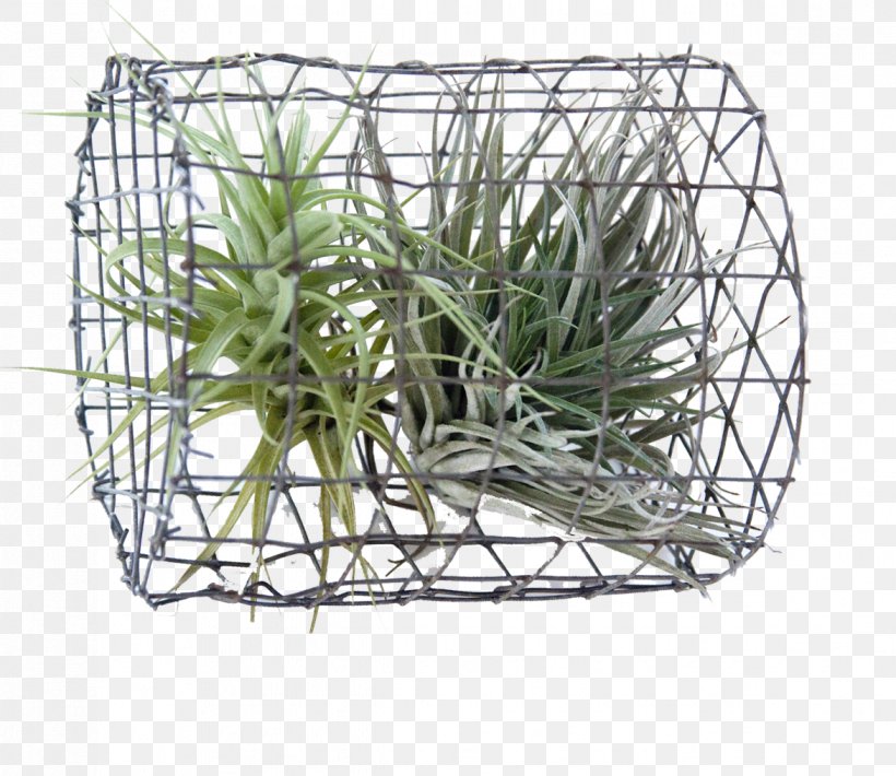 Plant Principle Sustainability Basket Tillandsia, PNG, 1172x1015px, Plant, Basket, Grass, Principle, Storage Basket Download Free