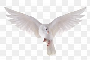 DOVE - Columbidae Stock Photography Royalty-free Clip Art PNG