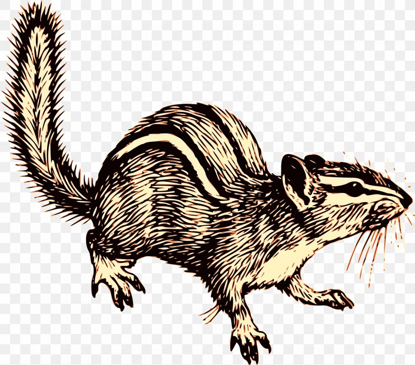 Eastern Chipmunk Squirrel Chipmunk Grasshopper Mouse Tail, PNG, 2400x2111px, Eastern Chipmunk, Chipmunk, Grasshopper Mouse, Rat, Squirrel Download Free