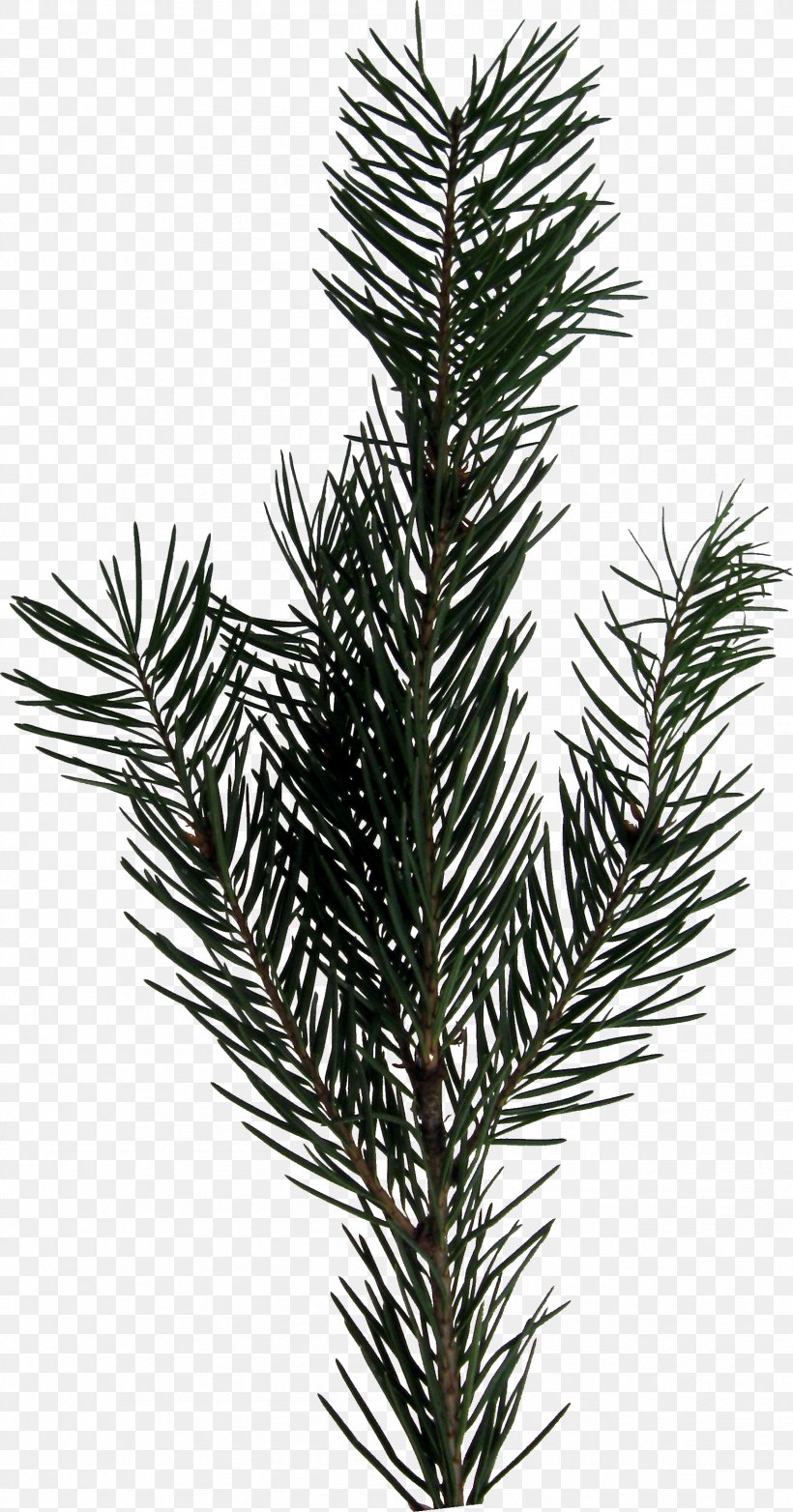 Evergreen Fir, PNG, 1697x3237px, Evergreen, Art, Branch, Christmas, Conifer Download Free