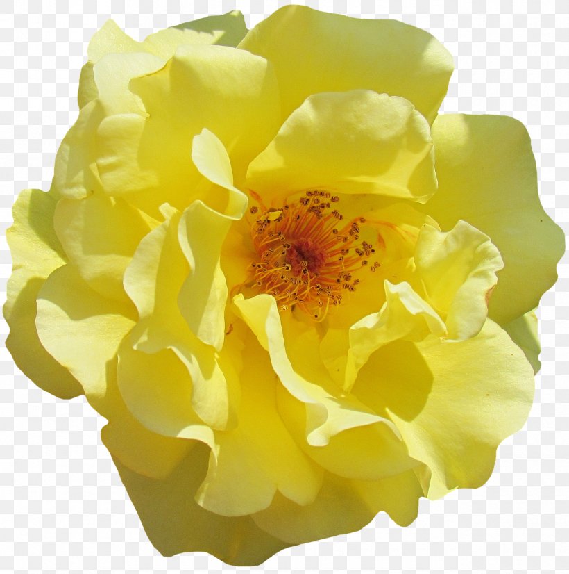 Flower Rosa Rubiginosa Garden Roses Floral Design, PNG, 1270x1280px, Flower, Bien Can, Color, Cut Flowers, Floral Design Download Free