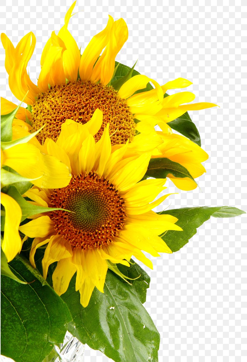 Sunflowers Common Sunflower Royalty-free, PNG, 816x1200px, Sunflowers, Annual Plant, Art, Common Sunflower, Cut Flowers Download Free