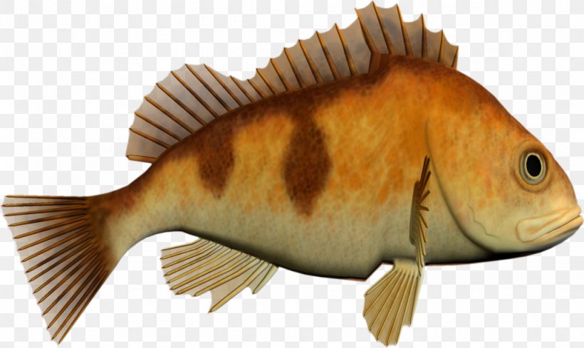 Tilapia Fish Products Perch, PNG, 1024x611px, Tilapia, Bony Fish, Digital Image, Fauna, Fish Download Free