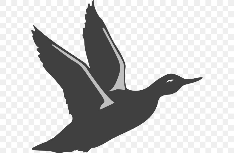 American Pekin Duck Mallard Flight Bird, PNG, 600x539px, American Pekin, American Black Duck, Beak, Bird, Black And White Download Free