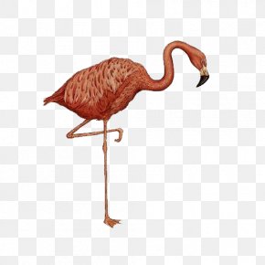 A Flamingo - Animalium Colouring Book Amazon.com Walk This Wild World PNG