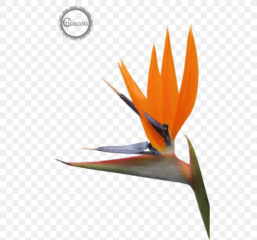 Bird Of Paradise Flower Lobster-claws, PNG, 519x768px, Bird Of Paradise Flower, Beak, Bird, Computer Monitors, Ecard Download Free