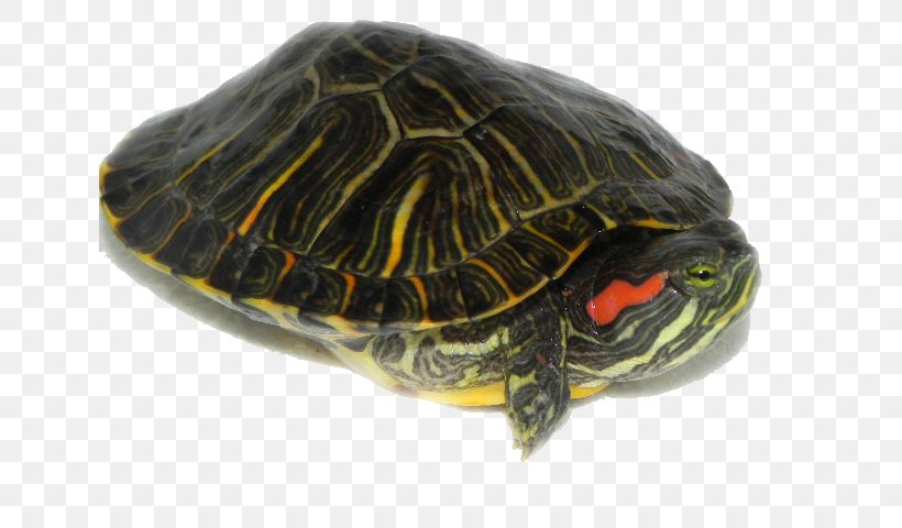 Box Turtle Reptile Frog Red-eared Slider, PNG, 640x480px, Box Turtle, Emydidae, Frog, Loggerhead, Loggerhead Sea Turtle Download Free