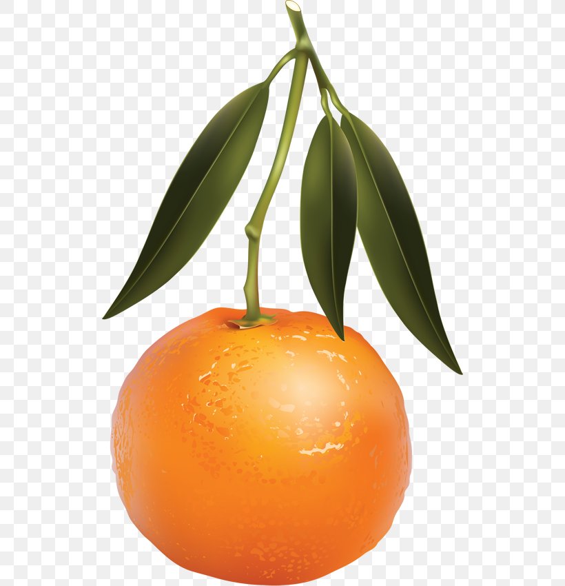 Clementine Tangerine Mandarin Orange Juice, PNG, 524x850px, Clementine, Banana, Bitter Orange, Blood Orange, Calamondin Download Free
