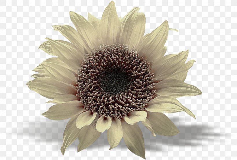 Common Sunflower Toilet & Bidet Seats TT Sunflower M, PNG, 1122x756px, Common Sunflower, Chrysanthemum, Chrysanths, Daisy Family, Decal Download Free