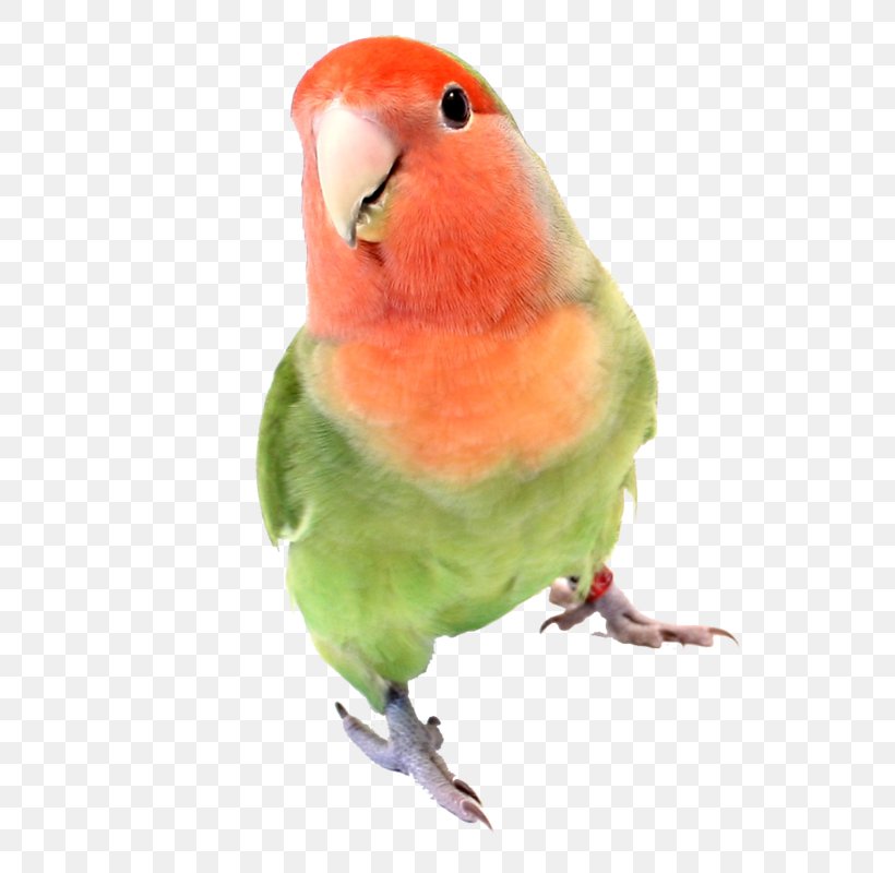 Fischer's Lovebird Parakeet Pet Cage, PNG, 715x800px, Bird, Acorn Woodpecker, Amazon Parrot, Aviary, Beak Download Free