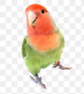 Coco Chanel - Fischer's Lovebird Parakeet Pet Cage PNG