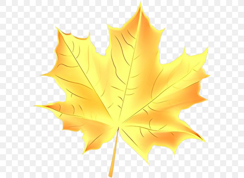 Maple Leaf, PNG, 599x600px, Cartoon, Black Maple, Deciduous, Leaf, Maple Leaf Download Free