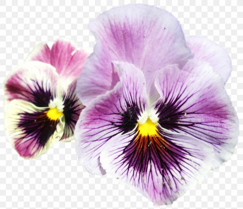 Pansy, PNG, 1048x902px, Pansy, Flower, Flowering Plant, Petal, Plant Download Free