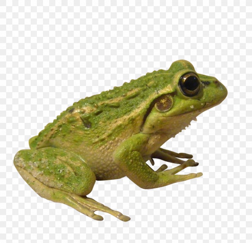 American Bullfrog Edible Frog Insect Toad, PNG, 2220x2143px, American Bullfrog, Amphibian, Bullfrog, Edible Frog, Fauna Download Free