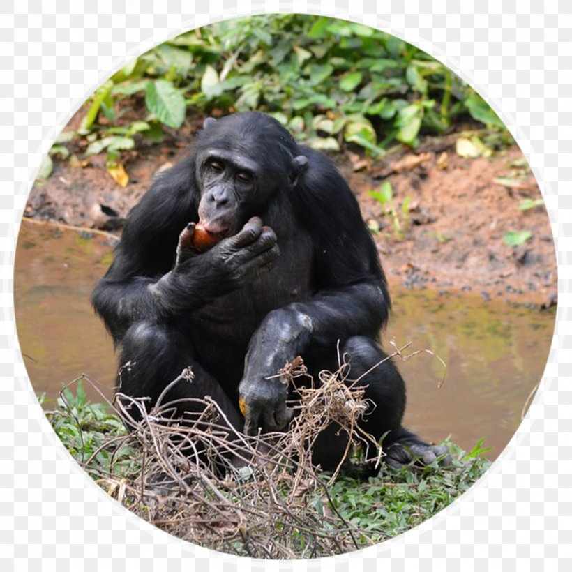 Common Chimpanzee Lola Ya Bonobo Primate Virunga National Park, PNG, 849x849px, Common Chimpanzee, Animal, Ape, Bonobo, Chimpanzee Download Free