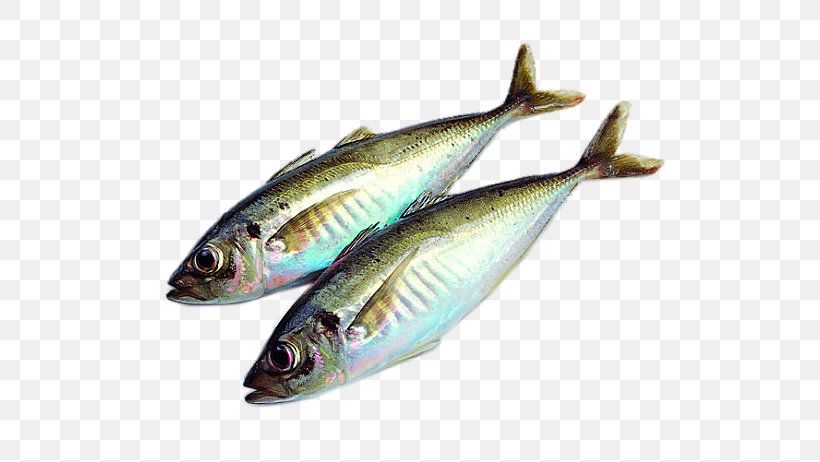 Fish Food Drying Clip Art, PNG, 567x462px, Fish, Anchovy, Animal Source Foods, Archive File, Bony Fish Download Free