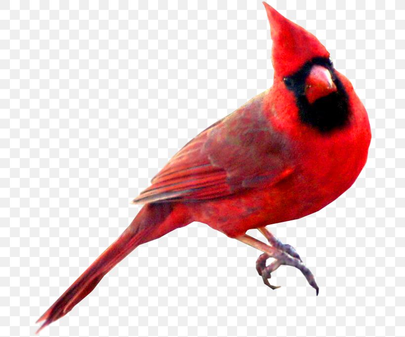 Bird St. Louis Cardinals Northern Cardinal Swallow Symbol, PNG, 690x682px, Bird, American Robin, Animal, Beak, Cardinal Download Free