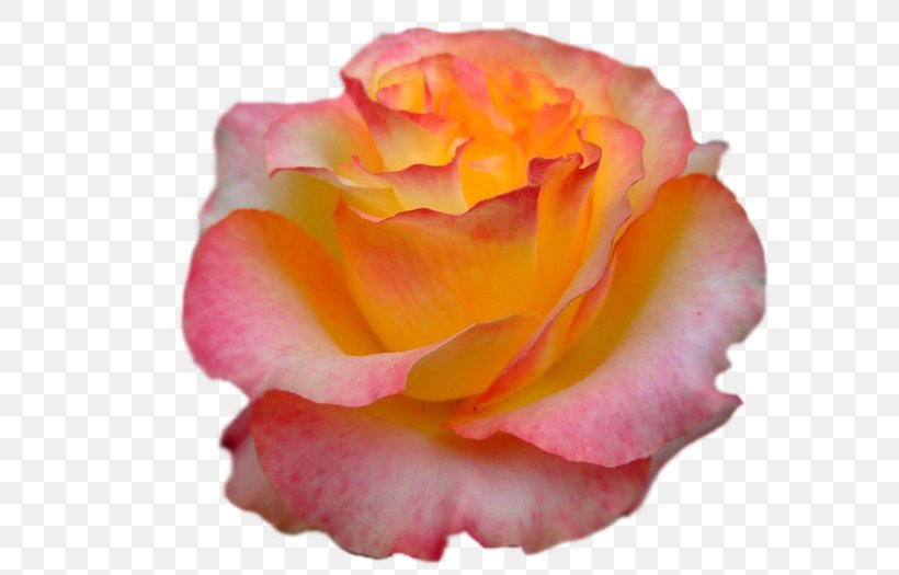Garden Roses Cabbage Rose Floribunda China Rose Petal, PNG, 700x525px, Garden Roses, Begonia, Cabbage Rose, China Rose, Creativity Download Free