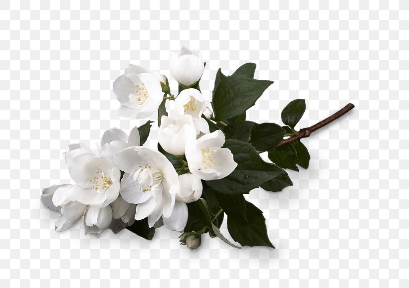 Cut Flowers Flower Bouquet Perfume Jasmine, PNG, 770x578px, Flower, Blossom, Branch, Cut Flowers, Fashion Download Free