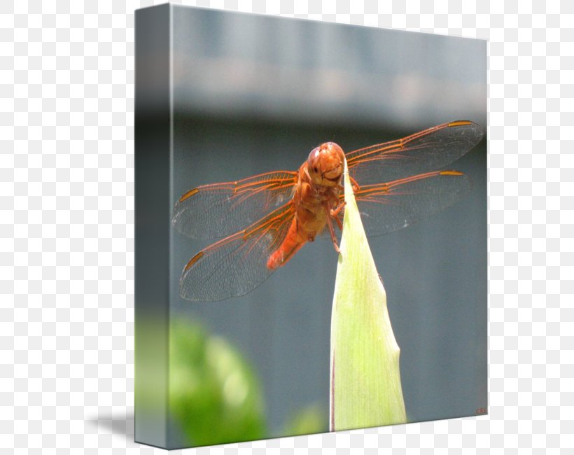 Insect Dragonfly Close-up Photography Invertebrate, PNG, 589x650px, Insect, Arthropod, Close Up, Closeup, Dragonflies And Damseflies Download Free