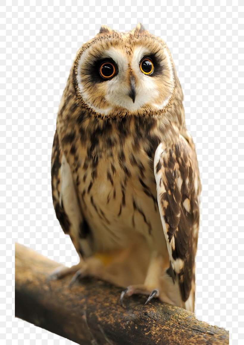 Eurasian Eagle-owl Great Horned Owl Snowy Owl Indian Eagle-owl, PNG, 720x1159px, Owl, Backpack, Beak, Bird, Bird Of Prey Download Free