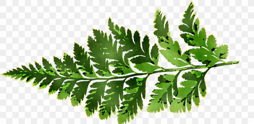 Fern Leaf Plant Stem Herbalism Tree, PNG, 5214x2542px, Fern, Curry Tree, Flower, Flowering Plant, Herbalism Download Free