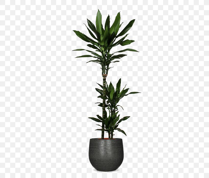 Flowerpot Flower Plant Houseplant Leaf, PNG, 500x700px, Flowerpot, Arecales, Flower, Houseplant, Leaf Download Free