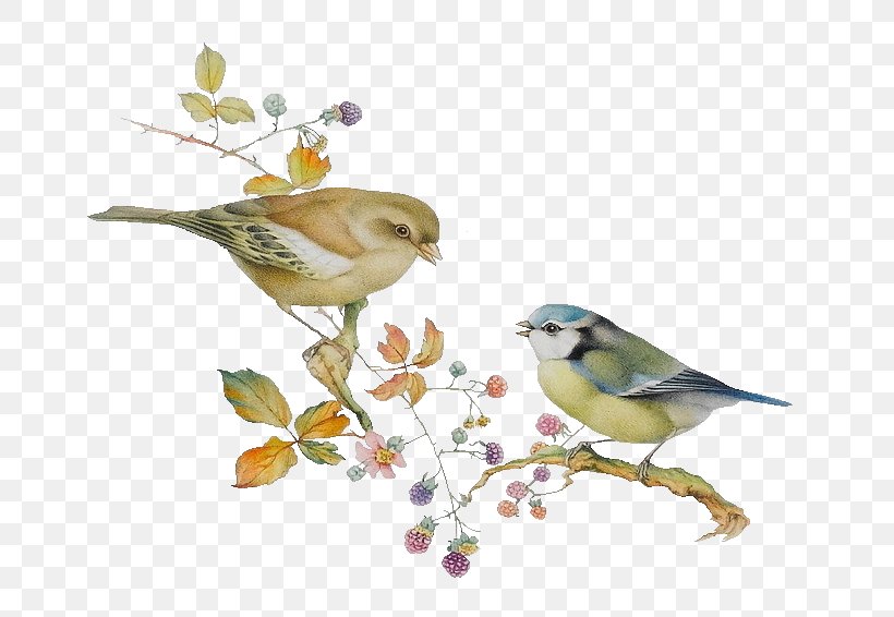 Lovebird Finch Illustration, PNG, 706x566px, Bird, Art, Beak, Branch, Cuteness Download Free