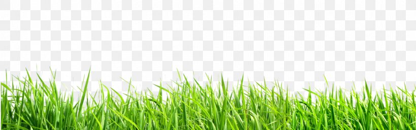 Butterfly Lawn Wheatgrass Energy Wallpaper, PNG, 1920x600px, Butterfly, Computer, Energy, Grass, Grass Family Download Free