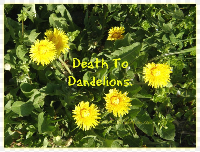 Common Dandelion Annual Plant Sow Thistles Herb, PNG, 3208x2440px, Common Dandelion, Annual Plant, Aster, Daisy Family, Dandelion Download Free