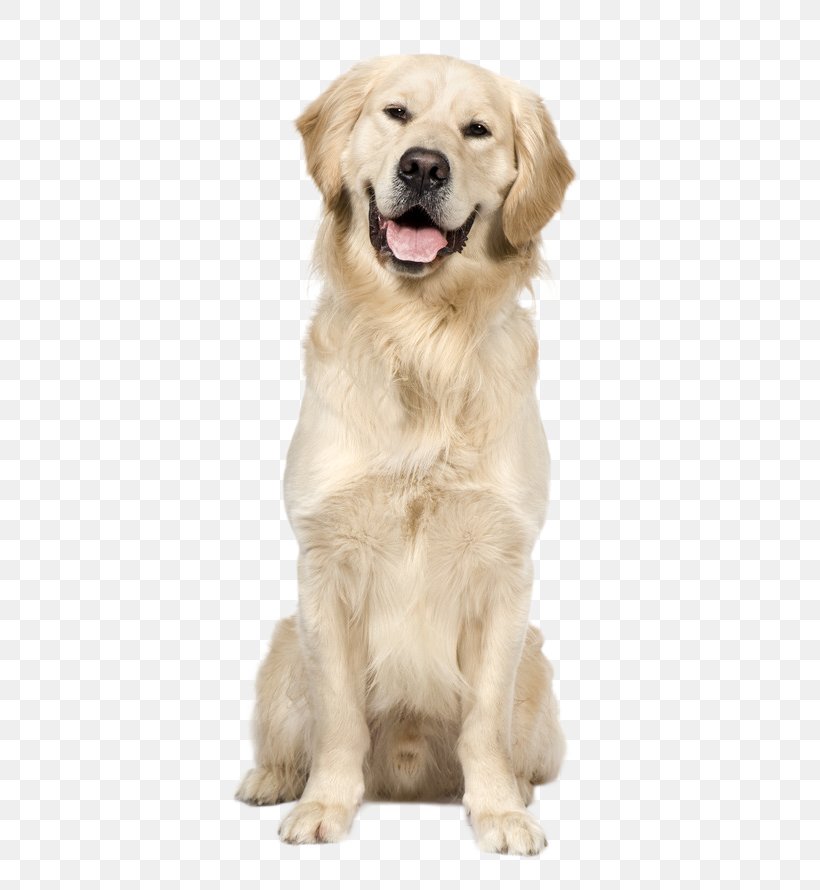 Golden Retriever Labrador Retriever Puppy Dog Breed, PNG, 673x890px, Golden Retriever, Ancient Dog Breeds, Animal, Breed, Breed Standard Download Free