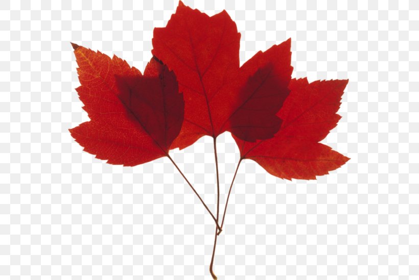 Red Maple Tree, PNG, 554x549px, Leaf, Autumn, Autumn Leaf Color, Black Maple, Bladnerv Download Free