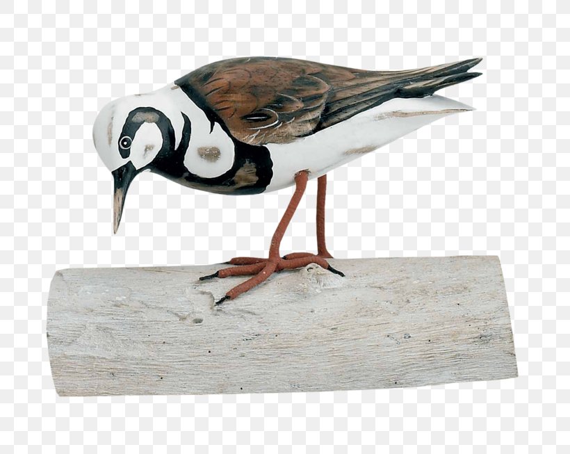 Beak Goose Cygnini Duck Bird, PNG, 800x653px, Beak, Anatidae, Bird, Cygnini, Duck Download Free