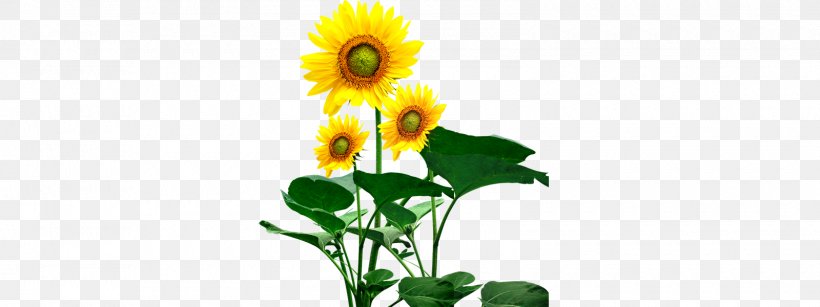 Common Sunflower Sunflower Seed Download, PNG, 1600x600px, Common Sunflower, Computer, Cooking Oil, Cut Flowers, Daisy Family Download Free
