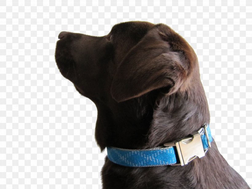 Dog Breed Dog Collar Puppy, PNG, 4320x3240px, Dog Breed, Breed, Collar, Dog, Dog Collar Download Free