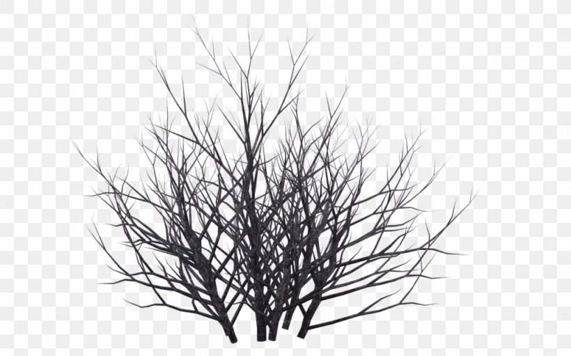 Shrub Winter Tree Drawing, PNG, 1024x639px, Shrub, Birch, Black, Black And White, Branch Download Free