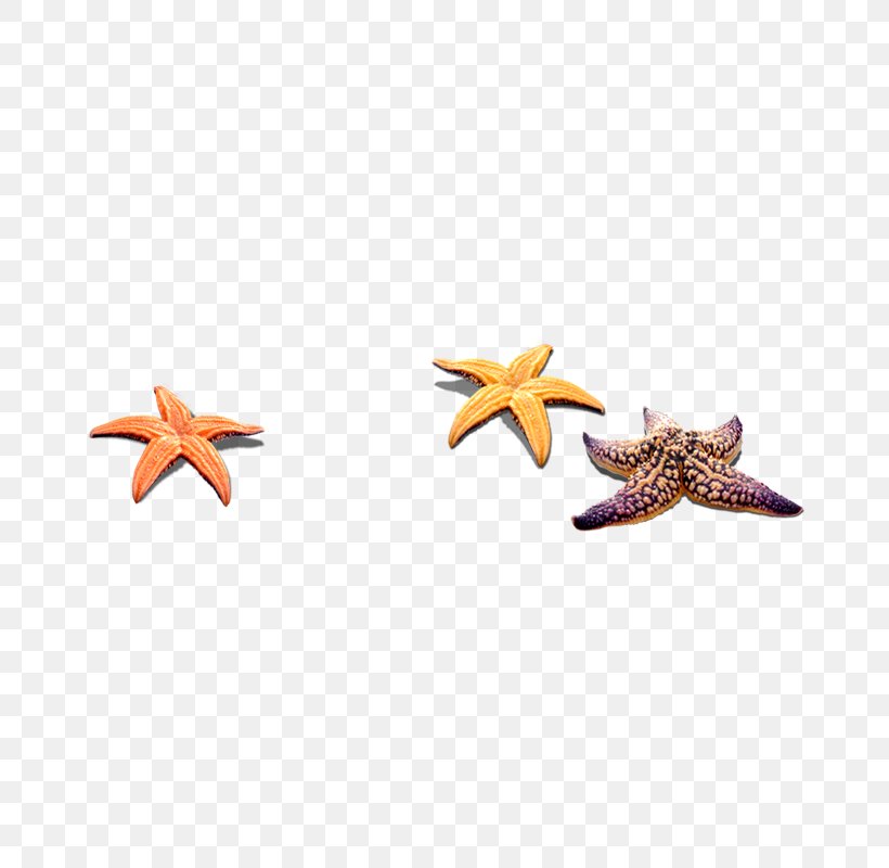 Starfish, PNG, 800x800px, Starfish, Fivepointed Star, Invertebrate, Marine Invertebrates, Orange Download Free