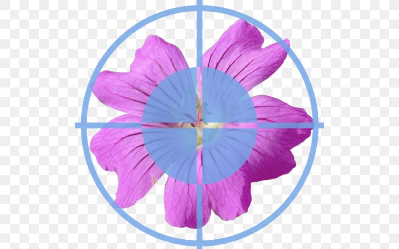 Symmetry Purple Leaf, PNG, 512x512px, Symmetry, Flower, Leaf, Magenta, Petal Download Free